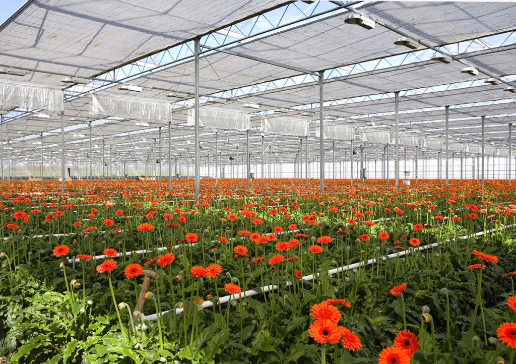 Greenhouse with gerberas
