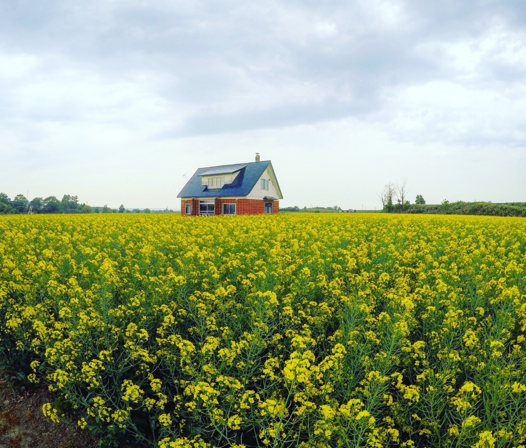canola field with red house