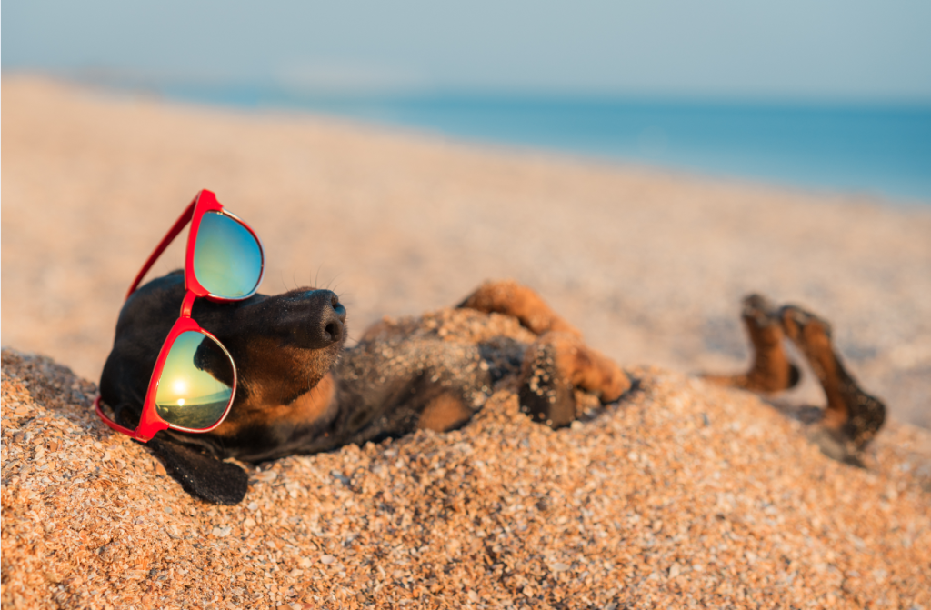 Cute weiner dog in sun glasses lying in sand on the beach