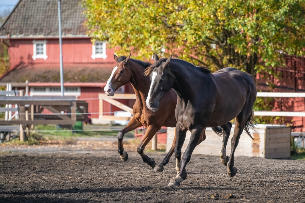 Two horses racing at a farm. One horse black and one brown. Red barn in background.