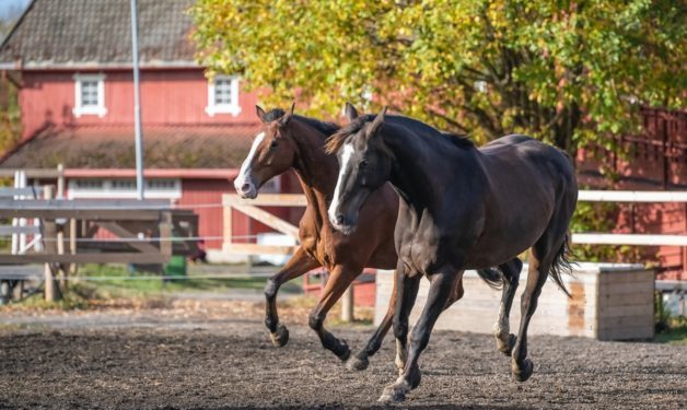Two horses racing at a farm. One horse black and one brown. Red barn in background.