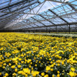 Westbrook Greenhouses. Photo of greenhouse of yellow flowers
