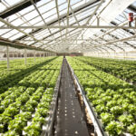 Picture of the inside Westbrook Greenhouses in Grimsby growing a bunch of green plants.