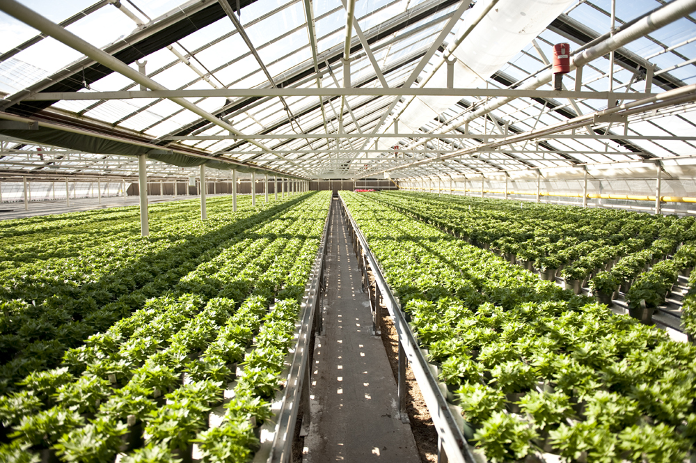 Picture of the inside Westbrook Greenhouses in Grimsby growing a bunch of green plants.