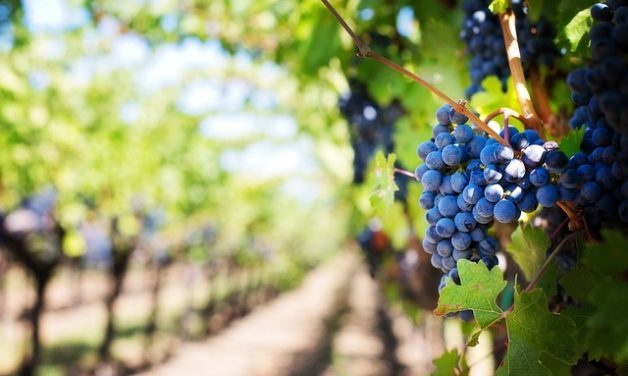New AgriRecovery Initiative for Grape Growers – Applications Now Open