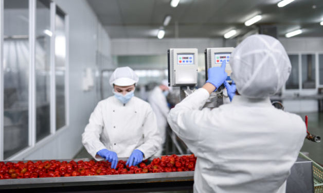 Female Worker Programming Production Line Speed While Sorting Cherry Peppers In Food Processing Plant