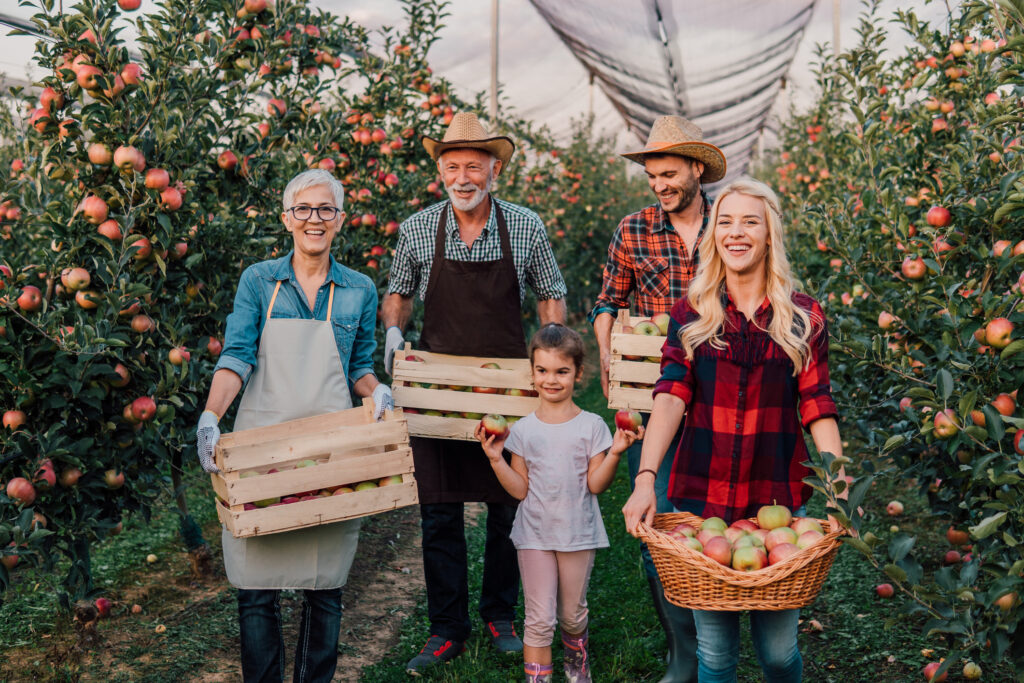 Happy big family standing at the apple orchard together, holding boxes of apples