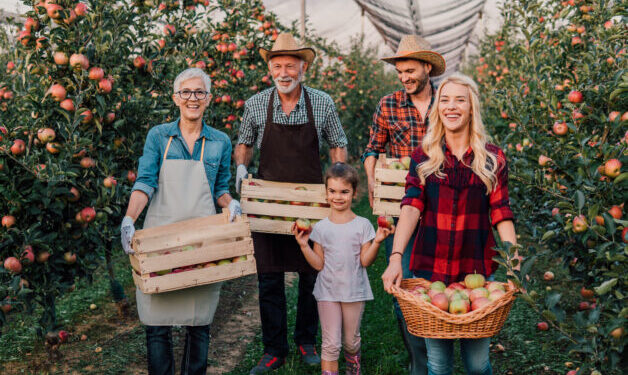 Happy big family standing at the apple orchard together, holding boxes of apples