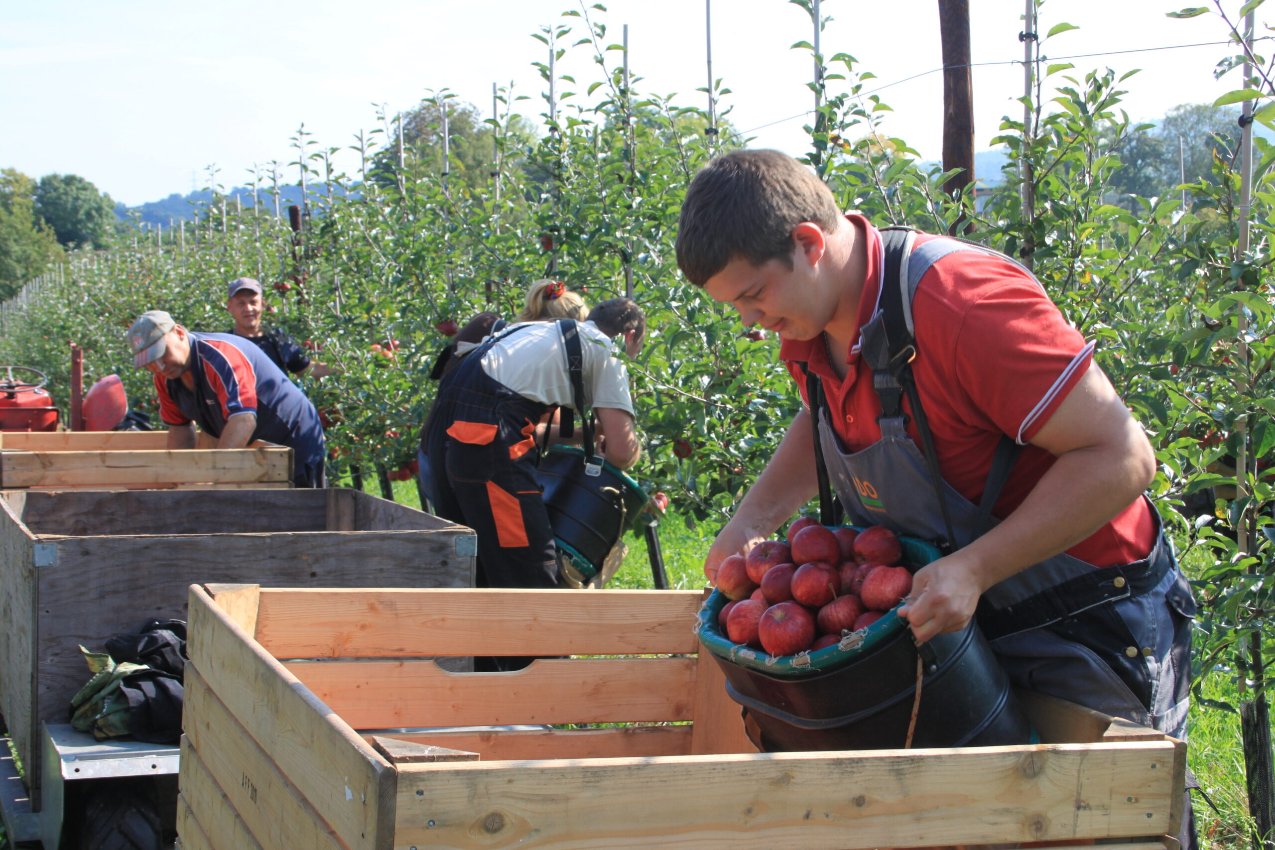 Photo of apple farm with several employees picking apples and putting them into large crates.