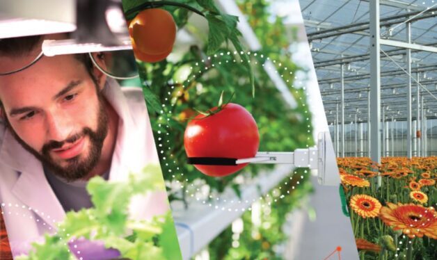 Collage with 3 pictures. The first picture has man looking closely at vegetables. The second picture is a tomato in an electronic arm and the third picture is a greenhouse with orange gerberas.