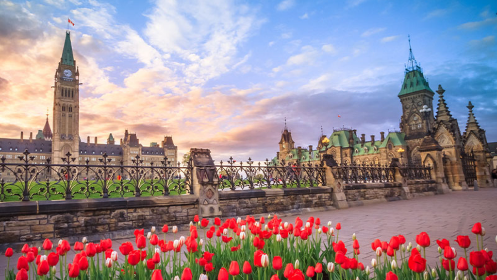 canadian government buildings with red tulips