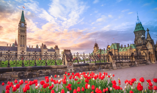 canadian government buildings with red tulips