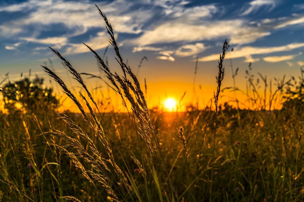 wheat farm at sunset