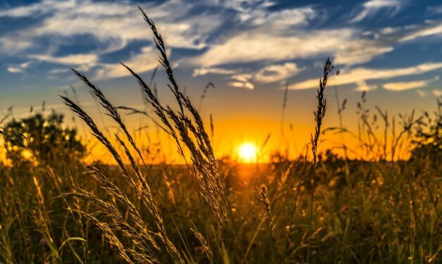 wheat farm at sunset
