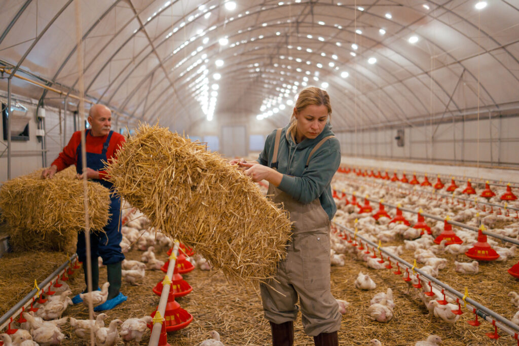 A daughter and father in a chicken farm, with the daughter lifting a bale of straw and the father assisting, amidst a large number of broiler chickens with feeding systems in the background.