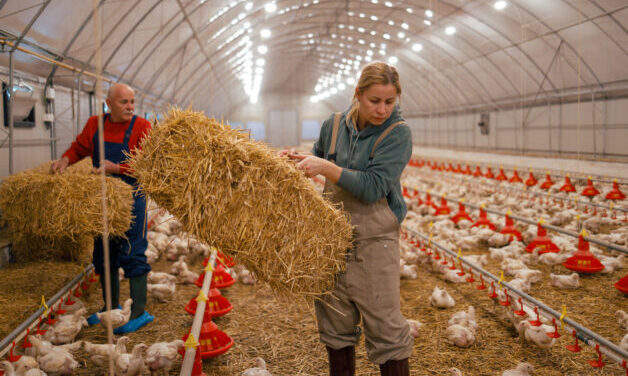 A daughter and father in a chicken farm, with the daughter lifting a bale of straw and the father assisting, amidst a large number of broiler chickens with feeding systems in the background.