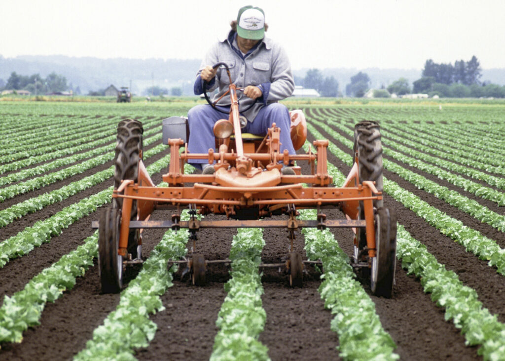 Farmer on tractor in field. Tractor is orange. Lettuce growing in field.