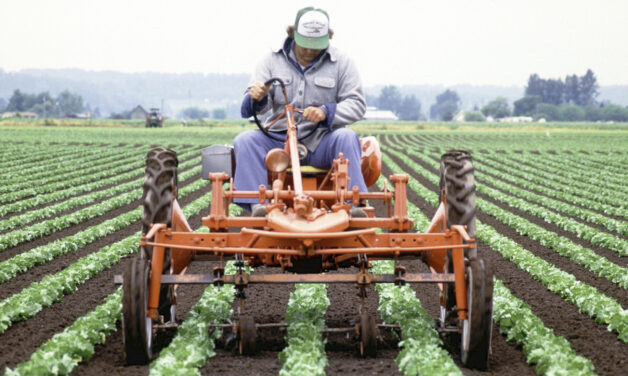 Farmer on tractor in field. Tractor is orange. Lettuce growing in field.