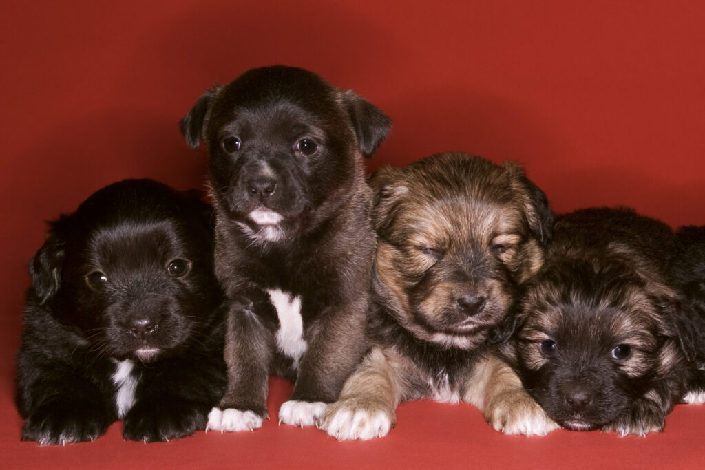 Four pupplies lined up for a photo on a red backdrop.