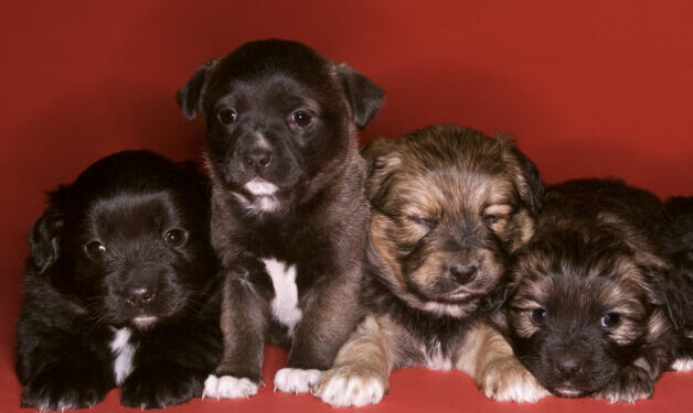 Four pupplies lined up for a photo on a red backdrop.