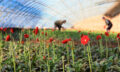 Red gerberas in a greenhouse. Farmers harvesting the .gerberas