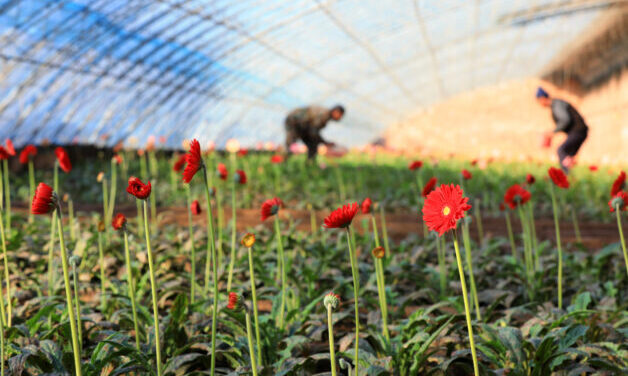 Red gerberas in a greenhouse. Farmers harvesting the .gerberas